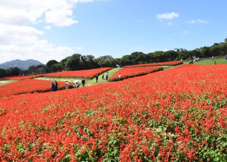 サルビア(8月上旬～10月下旬)　（写真提供：公益財団法人　兵庫県園芸・公園協会　あわじ花さじき）