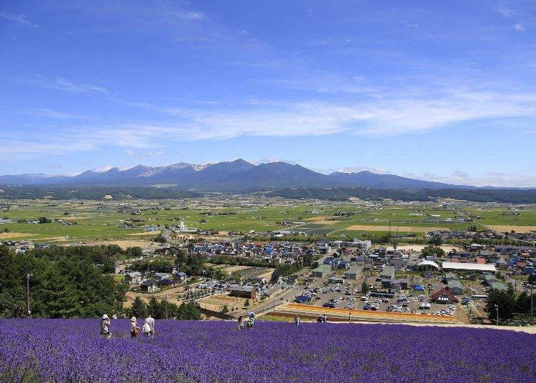 Nakafurano Lavender Festival (Hokkaido)