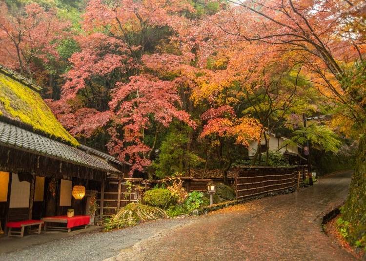 대나무 숲에서 북쪽으로 도보로 약 20분 거리에 있는 사가 토리이모토 보존 거리는 19세기 목조 주택과 상점이 있는 조용한 지역이다.  Photo: PIXTA