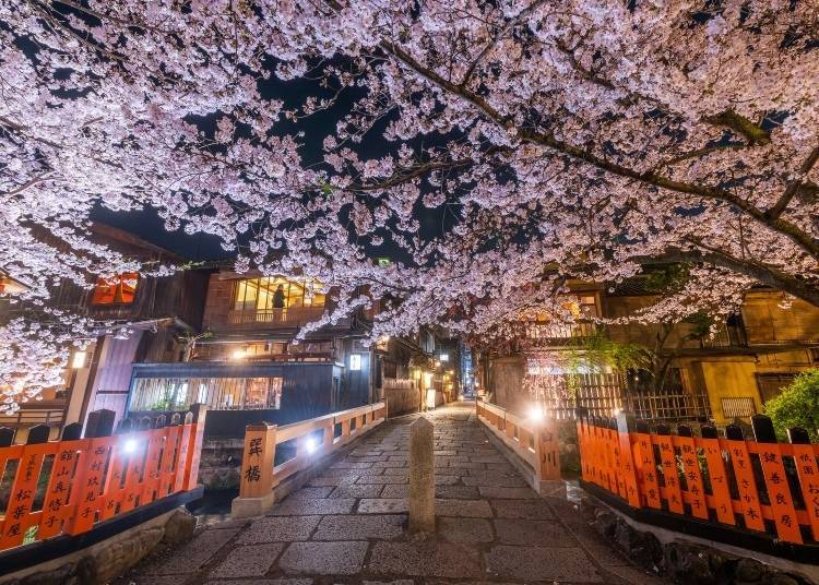 祇園在櫻花紛飛盛開的春季會呈現十分夢幻的美麗風光。照片：PIXTA