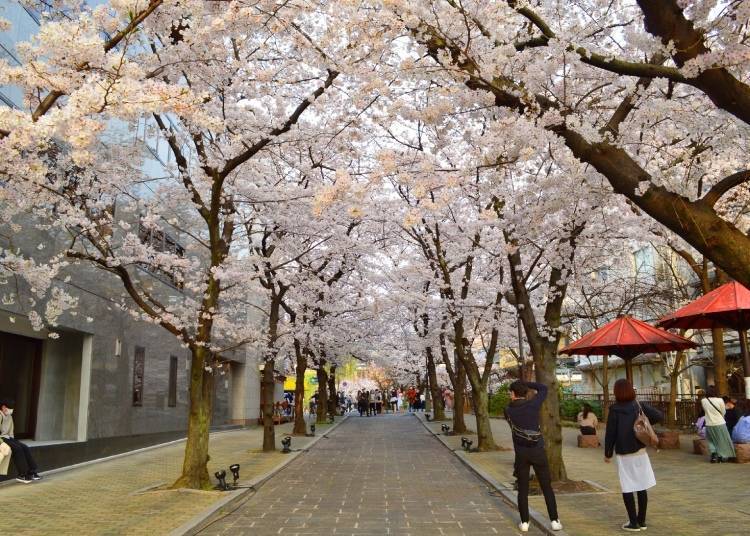 교토 기온의 시라카와 도리*는 흐드러지게 피어난 벚꽃이 아름답다. (사진: PIXTA) *지금부터 자주 등장하는 ‘도리’란 말은 일본어로 ‘거리(street)’를 뜻한다.