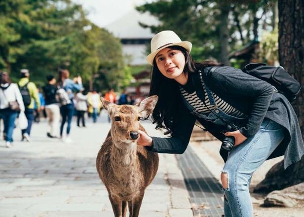 Where You Should Stay in Nara: Best Areas & Hotels For Visitors