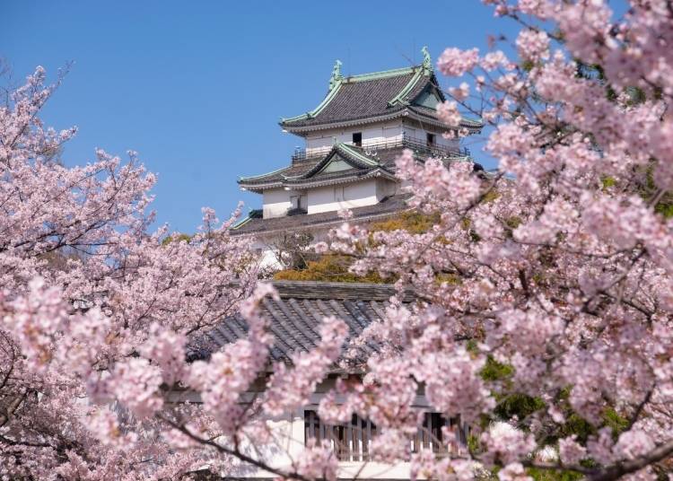 Wakayama Castle with cherry blossoms (Image: PIXTA)