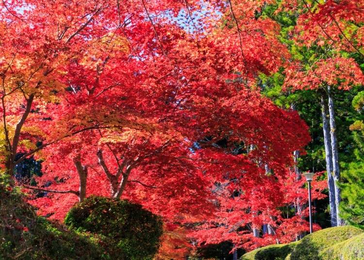 A World Heritage site, Mt. Koya is also famous for its autumn foliage (Image: PIXTA)