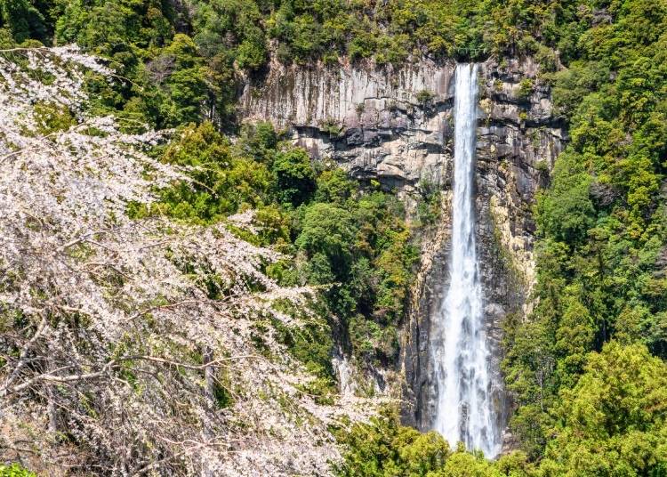 Nachi Falls are a popular destination for visitors to the region (Image: PIXTA)