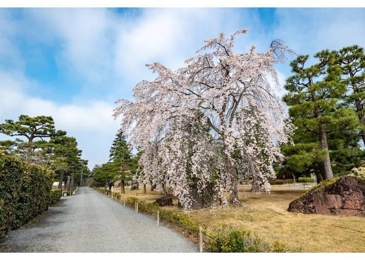 Photo credit: (C) Kyoto City Former Imperia Villa Nijo Castle Office