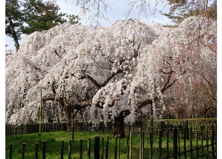 Photo provided by the Kyoto Gyoen Management Office, Ministry of the Environment