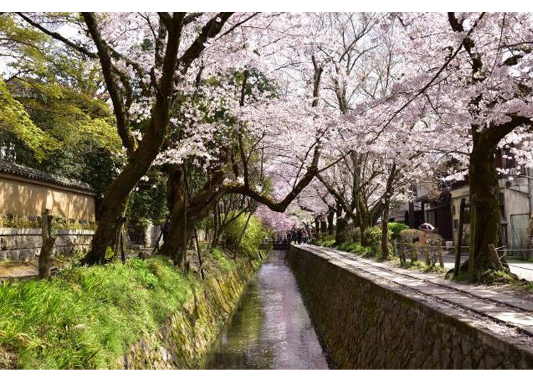 This is a famous spot for cherry blossoms and is typically buzzing with tourists when they are in bloom