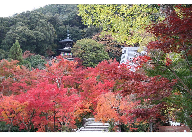 The famous autumn foliage might be Kyoto's finest