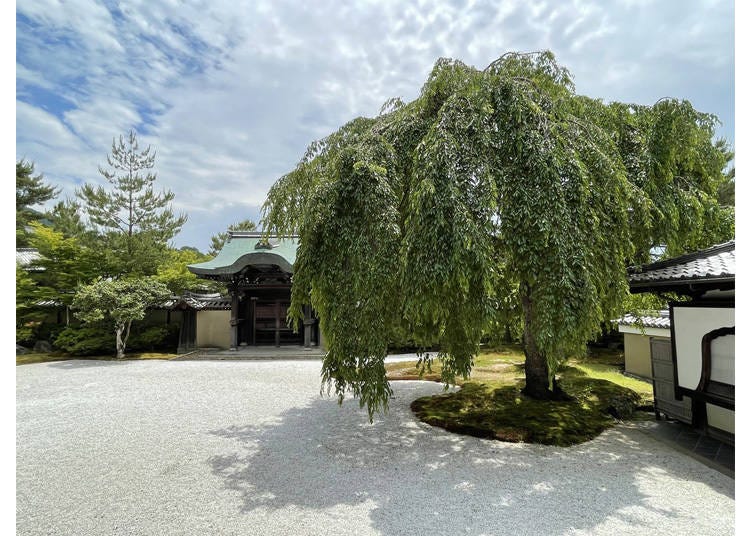 The Hanshintei garden and its single weeping cherry tree