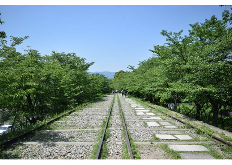 春には満開の桜並木の中、線路内を歩くことができますよ