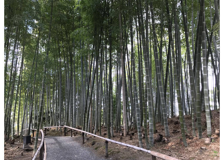 洛東エリアでは貴重な竹林もあります