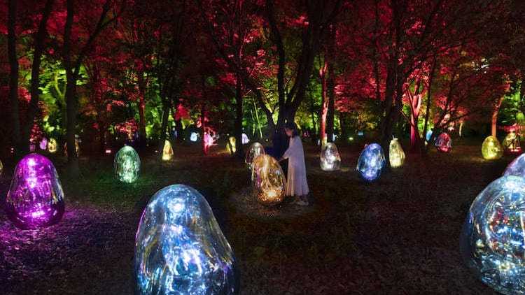 Get Lost in a Digital Wonderland of Plants and Light at teamLab Botanical Garden Osaka