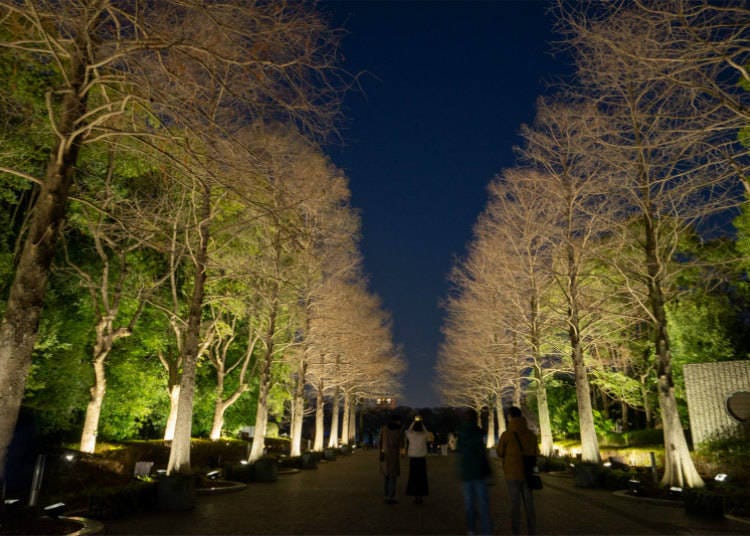 Area A: Walk in awe along a tree-lined path!