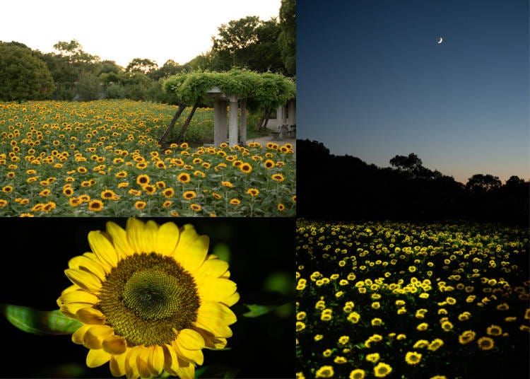 Area S: Bathe in a beautiful Sunflower light show