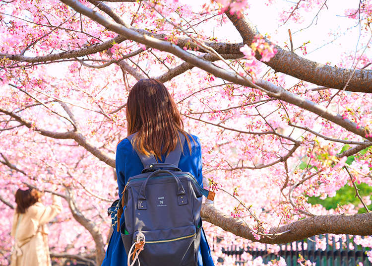 일본 벚꽃 시즌의 교토 여행의 볼거리 총정리