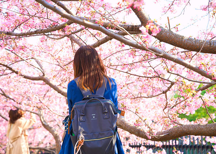 Visiting Kyoto During Cherry Blossom Season: Complete Guide & Viewing Tips