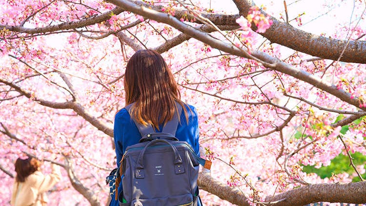 手把手帶你逛京都櫻花季！實用指南與技巧、必玩活動與體驗大公開