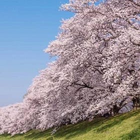 京都3大賞櫻景點一日遊（大阪出發）
▶點擊預約
圖片提供：Klook