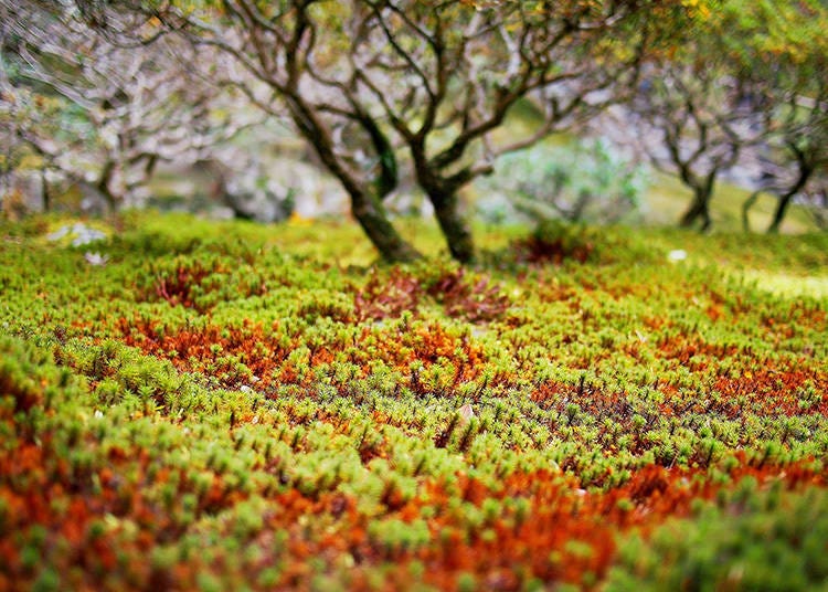 The premises of Ginkakuji feature a stunning moss garden as well as a distinctive dry sand garden. (Photo: PIXTA)