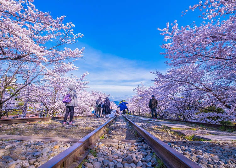 Keage Incline is one of Kyoto's popular places to enjoy snapping selfies with the blossoms. (Photo: PIXTA)