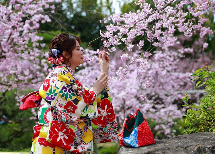 The cherry blossoms at Heian Jingu are outstanding. (Photo: PIXTA)