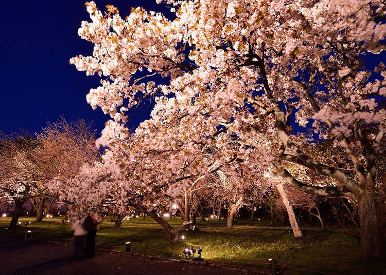 Nijo Castle is a UNESCO World Heritage site in Kyoto that features stunning architecture and beautiful gardens, reflecting the power and grandeur of the Edo period. (Photo: PIXTA)