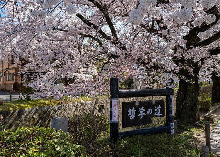 Philosopher's Path is renowned for its breathtaking cherry blossom scenery during the spring season. (Photo: PIXTA)