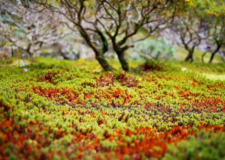 긴카쿠지 경내에는 멋진 이끼 정원과 가레산스이 정원이 있다 (Photo: PIXTA)
