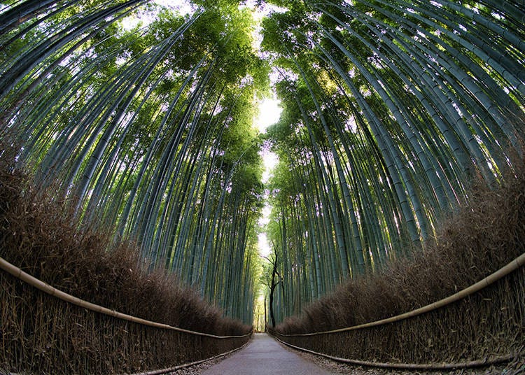 아라시야마 죽림은 하늘 높이 솟은 대나무가 빽빽하게 늘어선 고요하고 그림 같은 자연 명소다. (Photo: PIXTA)