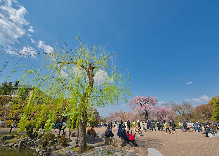 京都的圓山公園是知名的踏青地點，以遍佈整個公園的櫻花樹群聞名 (照片: PIXTA)