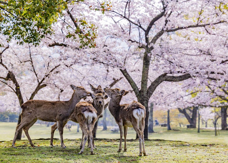 나라 공원은 벚꽃 아래 사슴들이 모여드는 봄철에 방문하기 좋은 인기 장소입니다. (사진: PIXTA)