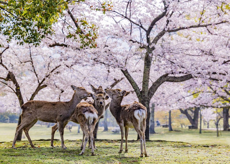 奈良公園是春季的熱門旅遊景點，鹿群聚集在櫻花下的夢幻美景。（圖片來源：PIXTA）