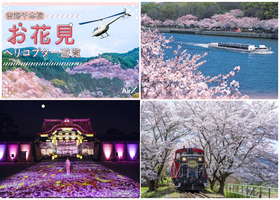 6 Cool Cherry Blossom Experiences for 2024 (Osaka, Kyoto, and More) - No More 'Boring' Sakura Sightseeing!
