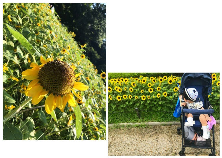 Sunflower season at Nagai Botanical Garden is popular. (Photo provided by the interviewee)