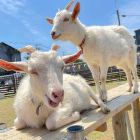 Healing holiday at Misaki's goat ranch
Image: KKday Japan