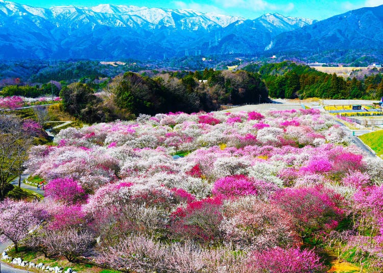 Ume blossoms in full bloom at Inabeshi Agriculture Park. (Photo: PIXTA)