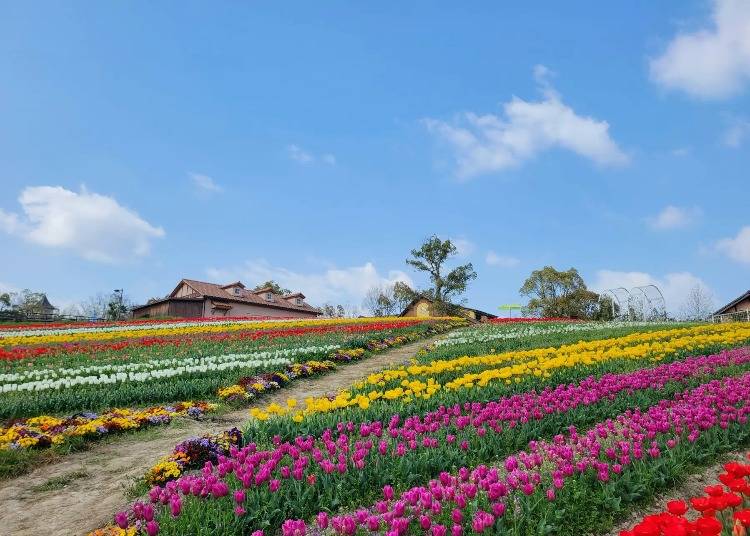 Harvest Hill: Enjoy Spring Flowers at “More Enjoy”! (Sakai City, Osaka Prefecture)