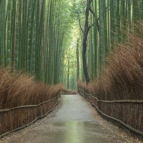 10 Must-see Spots in Kyoto One Day Private Tour (up to 7 people)