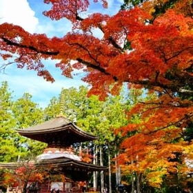 Koyasan 1 Day Bus Tour from Osaka