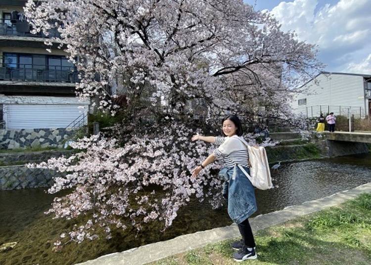 「空庭露台京都」旁邊就有賞櫻景點！鴨川＆高瀨川