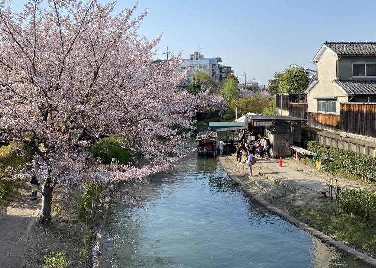 Cherry Blossom Spot #2: The Fushimi Jikkokubune River Cruise and surroundings