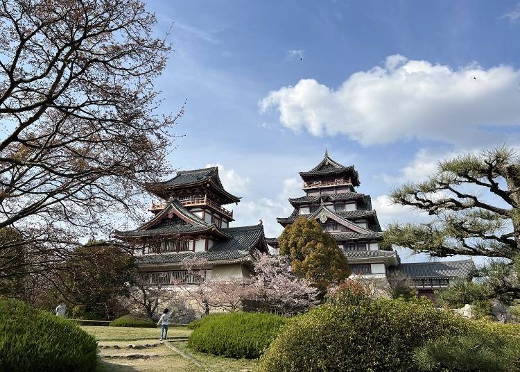 Cherry Blossom Spot #1: A castle tower and cherry blossoms at Fushimi Momoyama Castle