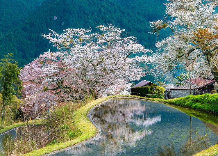 Cherry Blossoms in Mitsumataki, Tsu City - Yamazakura Reflecting in the Rice Fields. (Photo: PIXTA)