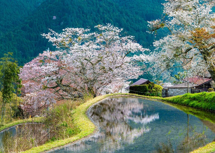 츠시 미쓰마타키의 벚꽃 - 논에 비치는 야마자쿠라. (사진: PIXTA)