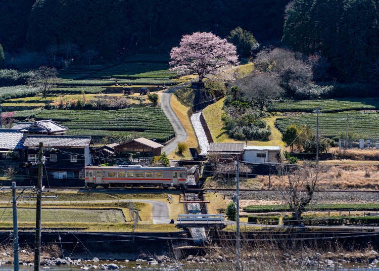 미에현 미스기초의 우스즈미자쿠라 벚꽃 (이미지: PIXTA)
