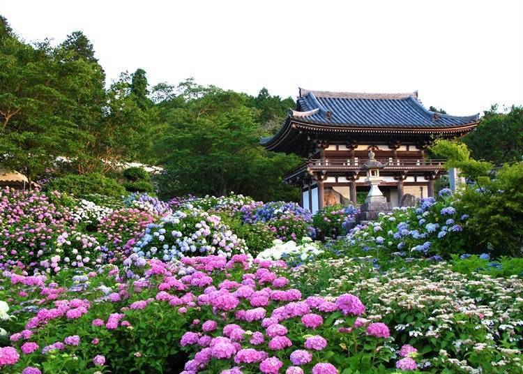 Hana Kannonji Temple: Hydrangea Festival (Fukuchiyama City, Kyoto Prefecture)