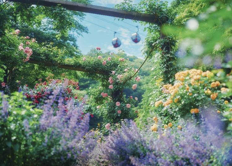 Kobe Nunobiki Herb Garden Lavender & Rose Fair 2024 (Hyogo)