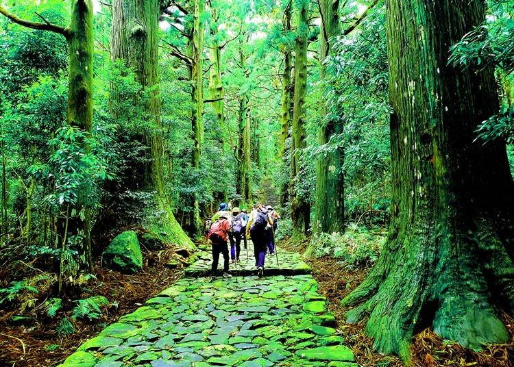 画像提供：（公社）和歌山県観光連盟