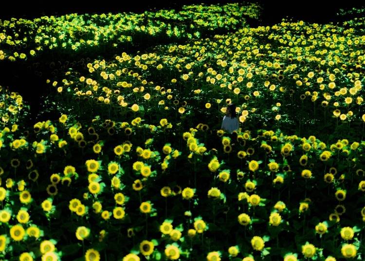 teamLab "Life is Flickering Light Floating in the Dark - Sunflowers" ©teamLab